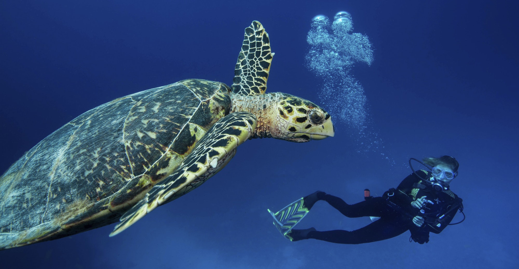 Scuba diver observing a Hawksbill turtle,Testudines Cheloniidae underwater.